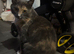 2 cats boy and girl for rehoming.