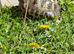 Tina the tortoise