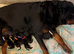Rottweiler puppies, 3 boys, 3 girls, ready to go.