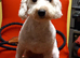 Poodle puppy
