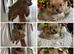 2  grill beautiful pomerian for sell