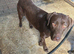 18 month old Chocolate Labrador