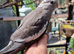 3 cockatiel chicks ready now 8 weeks old