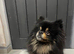 Stunning Pomeranian Male (Almost 4 Years Old) &ndash; Black & Tan