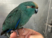 Hand reared baby Kakariki parrot blue male available
