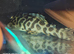 L134 Leopardfrog plecos, breeding project