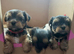 Yorkshire terrier puppy girl