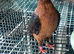 2 young Archangel pigeons
