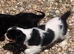 King Charles cavalier puppy