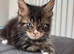 TICA Registered Maine Coon Kittens – Ready Now