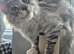 Beautiful male maine coon for sale