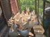 Point of lay hens