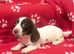 Just one piebald miniature dachshund girl left
