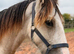 Stunning Dun Shire X Cob Colt