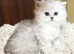Pedigree persian kittens, white and chinchillas