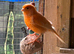 Red factor canary pair plus 5 fledlings