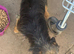 Female Black and tan Jackrussel terrier
