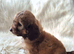 2 COCKAPOO BOYS LEFT READY TO LEAVE THIS WEEKEND