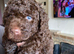 Multigen Labradoodle Puppies &ndash; Waiting List Now Open!