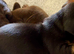Beautiful Dachshund Puppies