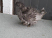 Mix bantam chickens