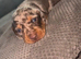 Miniature dachshund