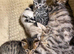 Silver reverse bengal male 20 weeks old