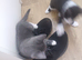 Beautyfurl kittens