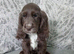 ️KC Health Tested Chocolate Show Type Cocker Puppies️