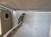 Pair Illiger Macaw