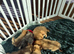 Cute Pomchi Puppies - 3 left