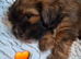 Gorgeous black/brown & tan shorkie puppies