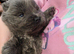Chow Chow Puppies