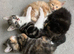 Maine coon cross kittens