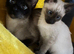 Female Siamese kitten