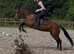 Class 1 Scopey Connemara Mare