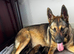 German Shepherd puppies for sale (Girls and boys)