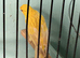 Raza satinette canary small size