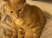 9 month old ginger tabby boy