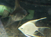 Platinum and Black Lace Angelfish £10 each