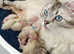 Ragdoll Kittens