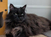 Tica pedigree male kitten