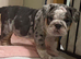 Olde English bulldog puppies