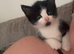 7 week old male kittens