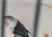 Dbblue/ slate ficher lovebirds