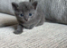 5 kittens ready now