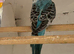 young budgies for sale