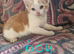 TURKISH ANGORA X