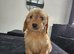 Beautiful Cockapoo puppies