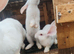 Male continental giant babies white